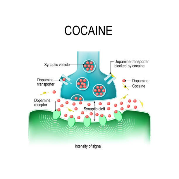 Mechanism of cocaine