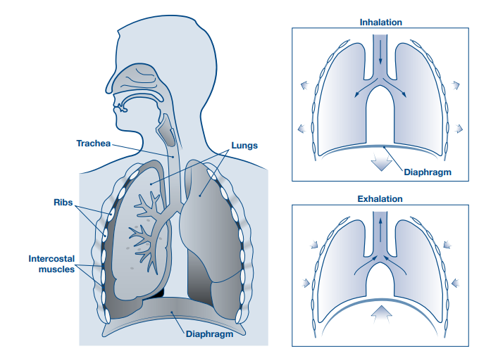 The diagram shows a cross section of a person's respiratory system, showing the nose and mouth connecting to the lungs. The tube between the mouth and lungs is labelled as the Trachea. The ribs are indicated as bones covering the lungs. The intercostal muscles are labelled between the rib bones. To the right of this diagram are two more lung diagrams showing the flow of air into the lungs during inhalation, where the diaphragm is lowered. The final diagram shows air leaving the lungs during exhalation and the diaphragm moving towards the lungs.
