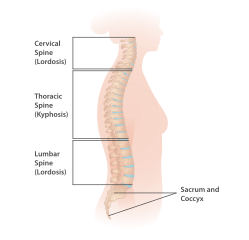 A diagram showing the spine. It is a side profile view indicating the sections of the spine. From top to bottom these are the Cervical Spine (Lordosis), Thoracic Spine (Kyphosis) and the Lumbar Spine (Lordosis). At the bottom of the spine, the Sacrum and Coccyx are indicated.